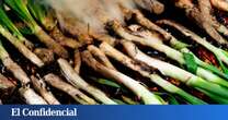 Calçots en Madrid: los 12 mejores restaurantes para disfrutar de este delicioso manjar catalán