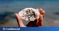 La ostra japonesa ataca Galicia: IA, drones y submarinos frente a una especie que irrumpe en la costa