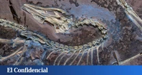 Un fósil con 150 millones de años le dice a la ciencia que él fue el primer dinosaurio que pudo volar