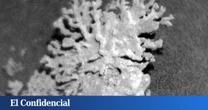 La NASA ha encontrado un 'coral' en Marte: puede ser la confirmación de lo que lleva buscando décadas