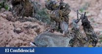 Trigo, cebada o uva: el buffet libre de millones de conejos que enfurece a los agricultores