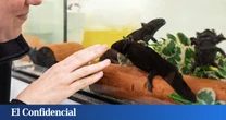 Analizan mucosas de ajolote y descubren una cura potencial para un problema que sufren 150.000 mujeres (solo) en España