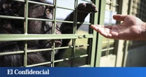 Analizan la piel humana y descubren que perder el pelo fue una desventaja evolutiva