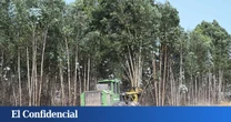 El eucalipto crece en Galicia (a pesar de su prohibición): 430.000 hectáreas