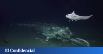 Exploran la Fosa de las Marianas y descubren que todos los seres que viven allí comparten un secreto
