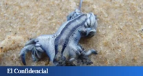 Navega entre delfines en el Mediterráneo y se encuentra con un 'dragón azul': no se había visto desde 1705