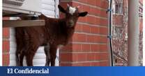 Misterio en Villaverde: una cabra aparece atrapada en la ventana de un quinto piso y nadie sabe cómo ha llegado hasta ahí