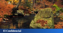 Vuelven las visitas guiadas al Hayedo de Montejo: así puedes conseguir plaza gratis este otoño en Madrid