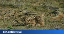 Pillan a un navarro cazando en Soria de forma ilegal y en su huida abandona a sus perros