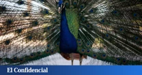 Un pavo real muere en El Retiro por gripe aviar y enciende la alarma: ¿puede un niño contagiarse?
