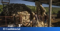 De ser "el oro de la Edad Media" a "basura": por qué nadie quiere la lana española ni regalada
