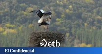 Hito para ETB: adaptará 'Springwatch' ('Naturaleza viva'), formato de la BBC que muestra la vida salvaje en directo