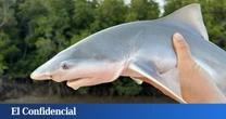 Australia rompe las reglas de la biología: dispara rayos láser contra tiburones para salvarles de la extinción