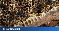La avispa velutina, el terror diminuto que ha colonizado Galicia y deja ya tres fallecidos