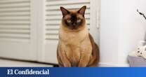 Si siempre has pensado que los gatos son líquidos, la ciencia acaba de demostrarlo