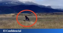 Un animal marino aparece vivo a 50 km de la costa y la ciencia trata de encontrar una explicación
