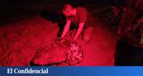 Una tortuga pone 117 huevos en la playa de Arenales del sol, en Elche (Alicante)