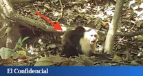 Espían a los monos de una isla y documentan una macabra actitud: “es como una moda cultural”