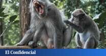 ¿Por qué nos rascamos? La ciencia resuelve el enigma evolutivo de esta reacción al picor