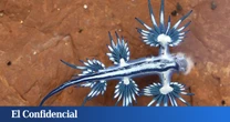 No es fantasía: los dragones azules existen y han hecho saltar las alarmas en playas de Canarias por ser venenosos