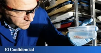 Modifican el ADN de los ajolotes y descubren que la clave para regenerar extremidades está en un fármaco contra el acné