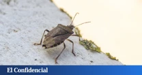 Una plaga de chinches invade Murcia: lo que debes hacer si entran en casa, según el Ayuntamiento