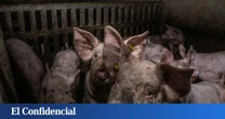 "No queremos más cerdos aquí": Castilla-La Mancha se rebela contra el porcino