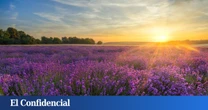 Campos de lavanda y catas a la luz de la luna: planes veraniegos en el corazón rural del sureste madrileño