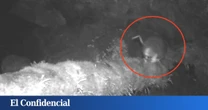 Colocan una cámara espía y logran grabar a una 'rata gigante' desaparecida desde 1989