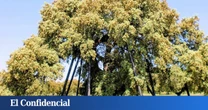 La encina más antigua y grande de Europa está en Extremadura: tiene casi 800 años y puedes visitarla gratis