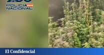 Desmantelada una gran plantación de marihuana en un domicilio Leganés (Madrid)