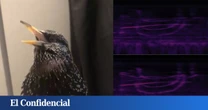 Alguien ha logrado codificar una imagen dentro del canto de un pájaro (y podría ser el sueño de cualquier espía)
