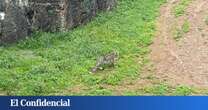 Abatido uno de los dos leopardos persas de Cabárceno tras escaparse de su recinto