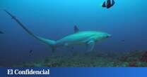 ¿Adiós a los tiburones en el Mediterráneo? Este es el plan de España para evitar su desaparición