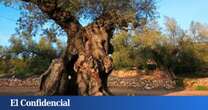 El árbol más longevo de España está en Tarragona: tiene 1.701 años de edad y fue plantado en tiempos del emperador Constantino I