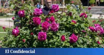 Concurso Internacional de Rosas Nuevas en Madrid: 75 variedades de 9 países compiten en la Rosaleda del Parque del Oeste (y todavía estás a tiempo de votar)