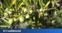 En Castilla y León también se hacen aceites de primera: Tiétar ya tiene su denominación protegida