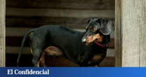 Una fábrica de salchichas domina la conversación pública