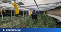 Una tirita para curar un balazo: por qué falla la estrategia contra el fraude eléctrico de la marihuana 'indoor'