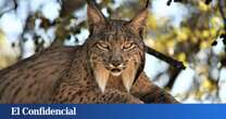 Mueren tres linces por atropello en los últimos cinco días en Andalucía