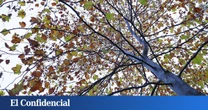 ¿Quién puede matar un árbol? Epidemia de ataques contra plátanos en Ávila