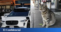 Un robotaxi Waymo atropella a un gato y saca a relucir el gran problema del coche autónomo