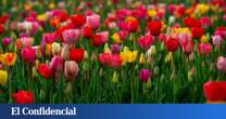 No lo conocías: este es el mejor lugar de Barcelona para disfrutar de la floración de los tulipanes (y que debes visitar a partir de esta fecha)