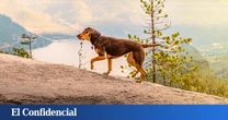Netflix estrena por sorpresa la película que ningún amante de los perros debería perderse: basada en una entrañable novela
