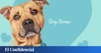 TVE prepara la adaptación española de 'Dog House', programa sobre adopciones caninas