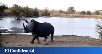 10.000 grabaciones lo demuestran: hay un 'superdepredador' en África que da más miedo que los leones