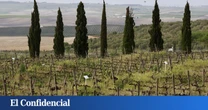 Cómo resucitar un vino: el pueblo de Castellón que ha recuperado variedades de uva extinguidas hace un siglo