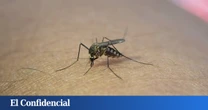 El mejor remedio para los mosquitos es este invento que además enfría tu casa sin gastar luz