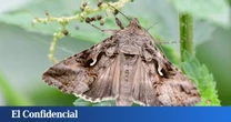 Alerta por polillas gigantes: las ciudades de España que están en aviso por esta nueva plaga