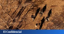 ¿Narcotraficantes o terroristas? Trump ya ha cambiado la guerra contra las drogas en su frontera sur